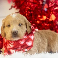 Snare - Mini, a male Goldendoodle for sale in Goshen, IN – Photo 9 of 10