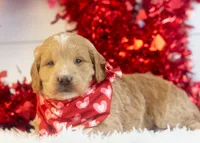 Snare - Mini, a male Goldendoodle for sale in Goshen, IN – Photo 9 of 10