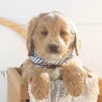 Snare - Mini, a male Goldendoodle for sale in Goshen, IN – Photo 1 of 10