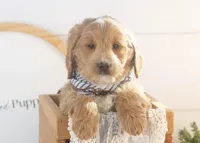 Snare - Mini, a male Goldendoodle for sale in Goshen, IN – Photo 1 of 10