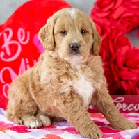 Snare - Mini, a male Goldendoodle for sale in Goshen, IN – Photo 6 of 10