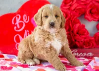 Snare - Mini, a male Goldendoodle for sale in Goshen, IN – Photo 6 of 10