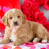 Snare - Mini, a male Goldendoodle for sale in Goshen, IN – Photo 5 of 10