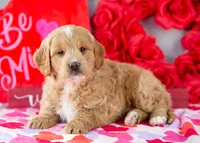 Snare - Mini, a male Goldendoodle for sale in Goshen, IN – Photo 5 of 10