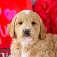 Snare - Mini, a male Goldendoodle for sale in Goshen, IN – Photo 4 of 10