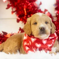 Snare - Mini, a male Goldendoodle for sale in Goshen, IN – Photo 8 of 10