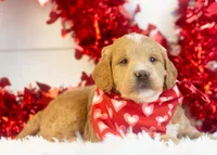 Snare - Mini, a male Goldendoodle for sale in Goshen, IN – Photo 8 of 10