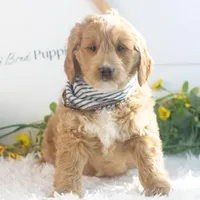 Snare - Mini, a male Goldendoodle for sale in Goshen, IN – Photo 2 of 10