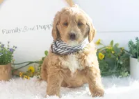 Snare - Mini, a male Goldendoodle for sale in Goshen, IN – Photo 2 of 10