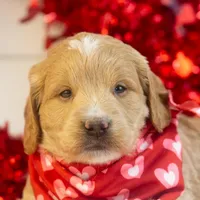Snare - Mini, a male Goldendoodle for sale in Goshen, IN – Photo 10 of 10