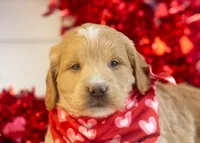 Snare - Mini, a male Goldendoodle for sale in Goshen, IN – Photo 10 of 10
