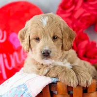 Snare - Mini, a male Goldendoodle for sale in Goshen, IN – Photo 3 of 10