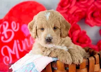 Snare - Mini, a male Goldendoodle for sale in Goshen, IN – Photo 3 of 10