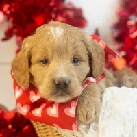 Snare - Mini, a male Goldendoodle for sale in Goshen, IN – Photo 7 of 10
