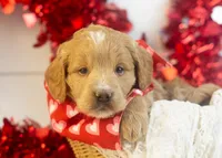 Snare - Mini, a male Goldendoodle for sale in Goshen, IN – Photo 7 of 10