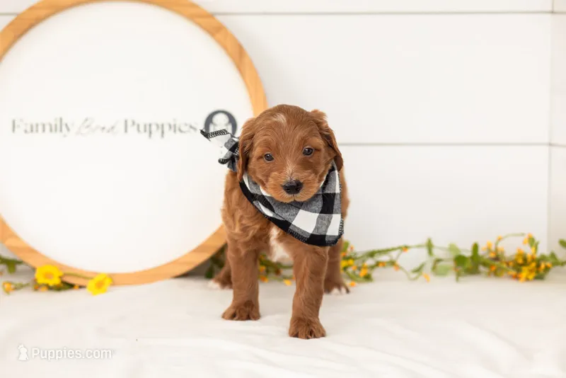 Squirtle - Mini – Miniature Goldendoodle puppy for sale in Goshen, IN