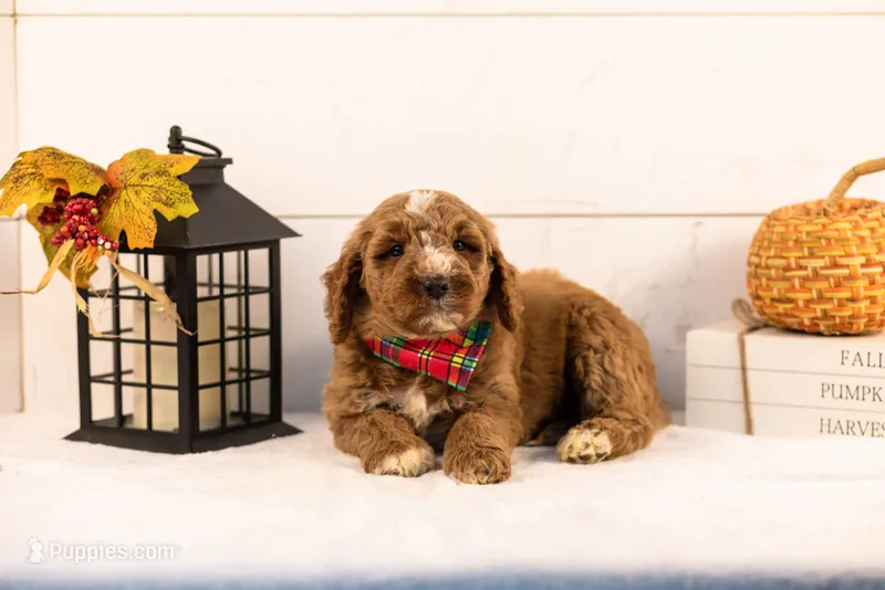 Alps - Medium – Goldendoodle puppy for sale in Goshen, IN