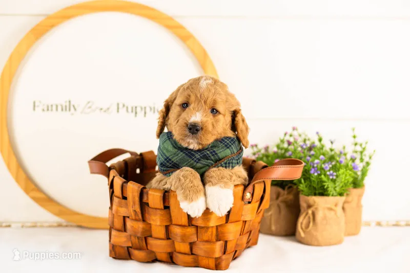 Brie - Micro – Goldendoodle puppy for sale in Goshen, IN