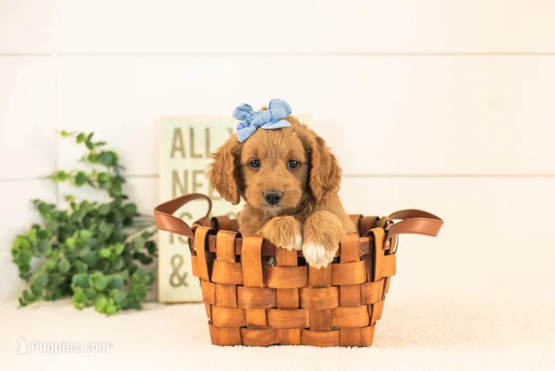 Odessa - Medium – Goldendoodle puppy for sale in Goshen, IN