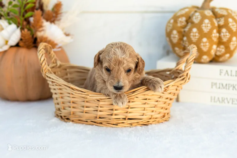 Addyson - Mini – Goldendoodle puppy for sale in Goshen, IN