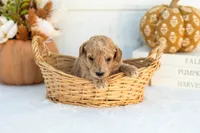 Addyson - Mini, a female Goldendoodle for sale in Goshen, IN – 1 of 3