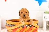 Rainer - mini, a male Miniature Goldendoodle for sale in Goshen, IN – 2 of 3