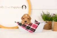 Frenchie - Medium, a female Goldendoodle for sale in Goshen, IN – 3 of 3