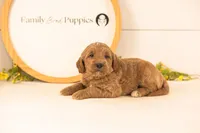 Oscar - Medium, a male Goldendoodle for sale in Goshen, IN – 3 of 4