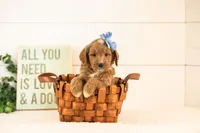 Veah - Medium, a female Goldendoodle for sale in Goshen, IN – 2 of 3