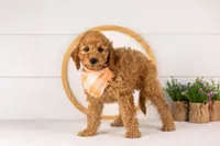 Rainer - mini, a male Miniature Goldendoodle for sale in Goshen, IN – 5 of 10