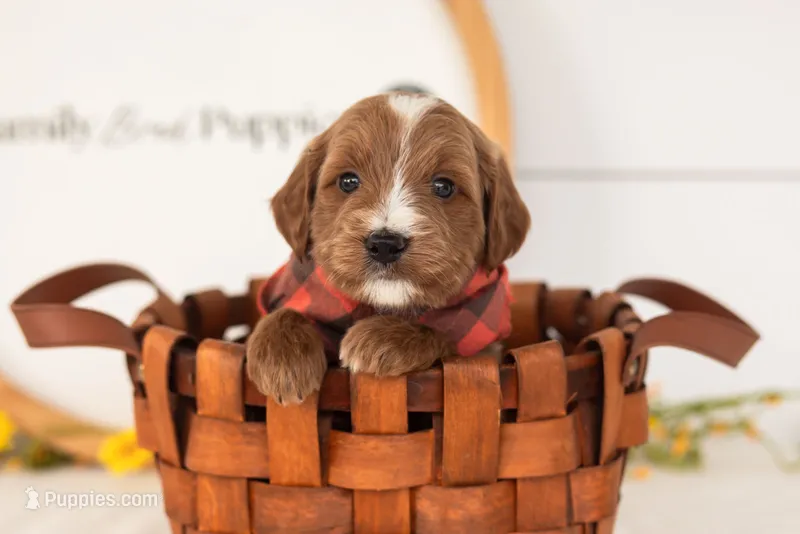 Ash - Mini – Miniature Goldendoodle puppy for sale in Goshen, IN