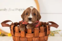 Ash - Mini, a male Miniature Goldendoodle for sale in Goshen, IN – 1 of 3