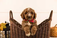 Alps - Medium, a male Goldendoodle for sale in Goshen, IN – 5 of 5