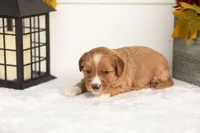 Jack - Micro, a male Goldendoodle for sale in Goshen, IN – 3 of 4