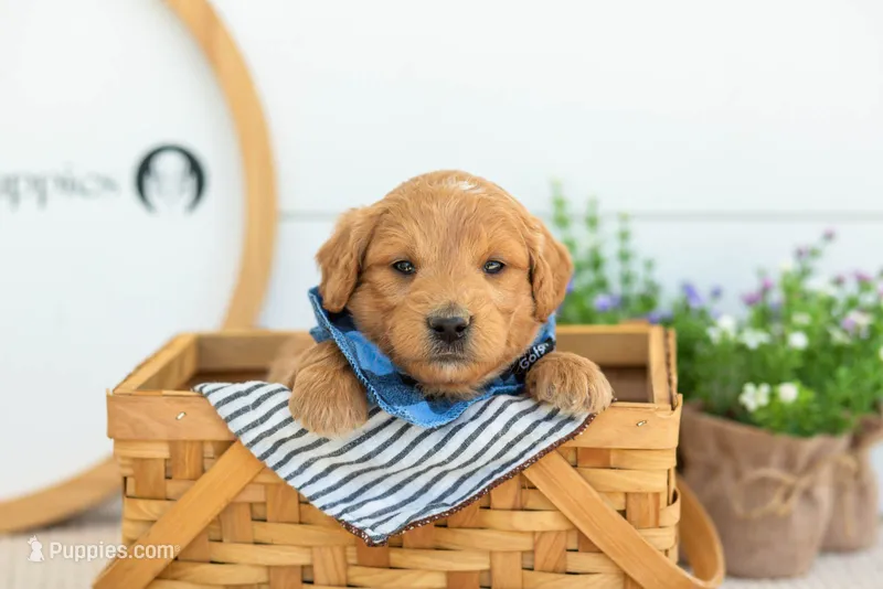 Putzie - Medium – Goldendoodle puppy for sale in Goshen, IN