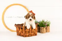 Lucy - Medium, a female Goldendoodle for sale in Goshen, IN – 2 of 9