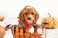 Versace - Mini, a male Goldendoodle for sale in Goshen, IN – 3 of 4