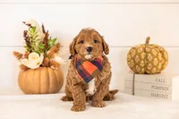 Chance - Toy, a male Goldendoodle for sale in Goshen, IN – 1 of 4