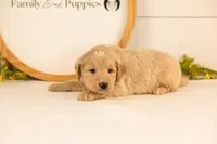 Larry - Medium, a male Goldendoodle for sale in Goshen, IN – 3 of 3