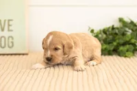 Ruby - Mini, a female Miniature Goldendoodle for sale in Goshen, IN – 3 of 5