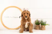 Rosalind - Mini, a female Miniature Goldendoodle for sale in Goshen, IN – 2 of 6