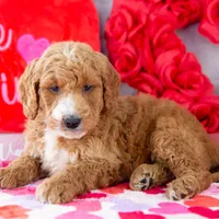 Larry - Mini, a male Goldendoodle for sale in Goshen, IN – Photo 8 of 10