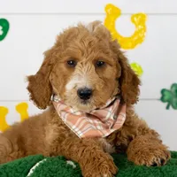 Larry - Mini, a male Goldendoodle for sale in Goshen, IN – Photo 4 of 10