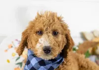 Larry - Mini, a male Goldendoodle for sale in Goshen, IN – Photo 2 of 10