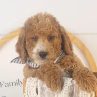 Larry - Mini, a male Goldendoodle for sale in Goshen, IN – Photo 5 of 10