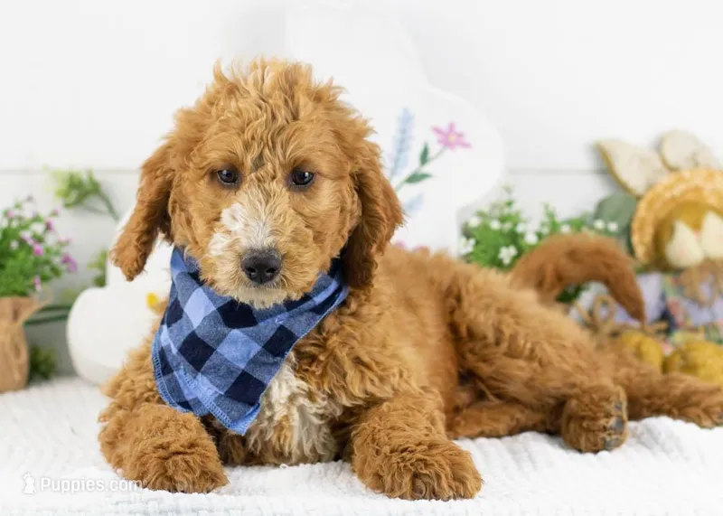 Larry - Mini – Goldendoodle puppy for sale in Goshen, IN