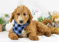 Larry - Mini, a male Goldendoodle for sale in Goshen, IN – Photo 1 of 10