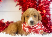 Larry - Mini, a male Goldendoodle for sale in Goshen, IN – Photo 7 of 8