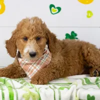 Larry - Mini, a male Goldendoodle for sale in Goshen, IN – Photo 3 of 10