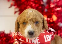 Larry - Mini, a male Goldendoodle for sale in Goshen, IN – Photo 5 of 8